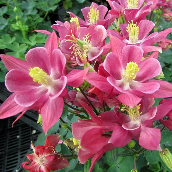 Aquilegia vulgaris 'Winky Rose & Rose' - Kerti harangláb