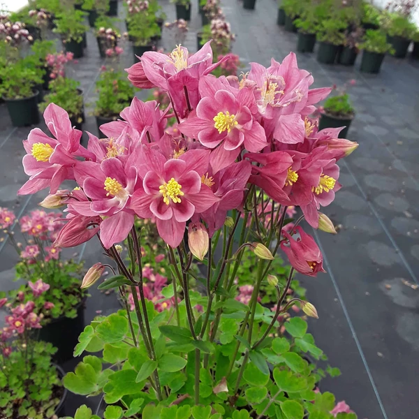 Aquilegia vulgaris 'Winky Rose & Rose' - Kerti harangláb