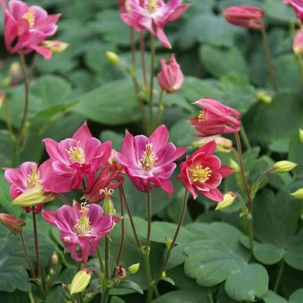 Aquilegia vulgaris 'Winky Rose & Rose' - Kerti harangláb