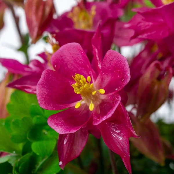 Aquilegia vulgaris 'Winky Rose & Rose' - Kerti harangláb