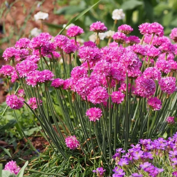 Armeria maritima 'Armada Deep Rose' - Tengerparti pázsitszegfű