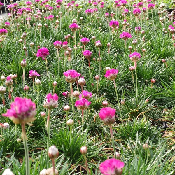 Armeria maritima 'Armada Rose' - Tengerparti pázsitszegfű