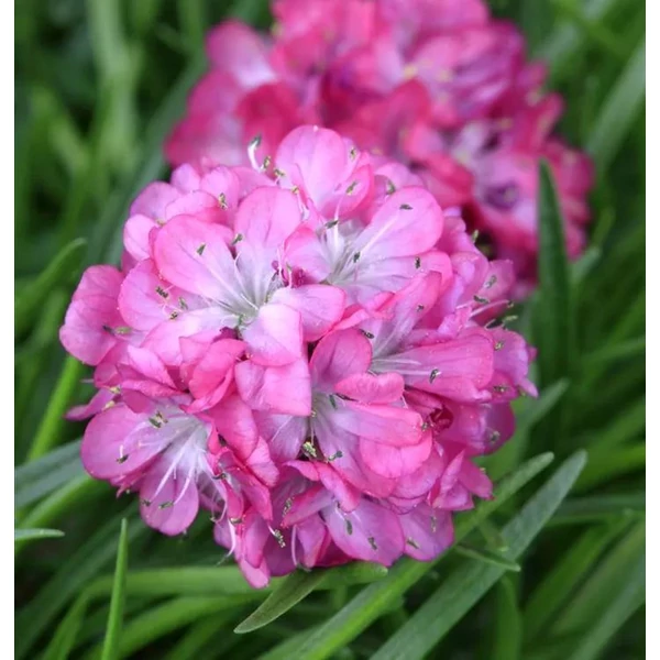 Armeria maritima 'Armada Rose' - Tengerparti pázsitszegfű