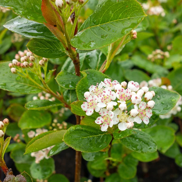 Aronia prunifolia 'Viking' - Fekete berkenye
