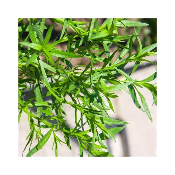 Artemisia dracunculus - Tárkony