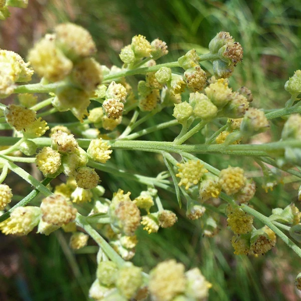 Artemisia dracunculus - Tárkony