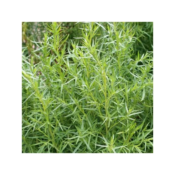 Artemisia dracunculus - Tárkony