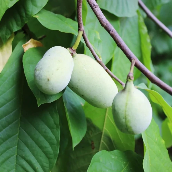 Asimina triloba - Indián banán