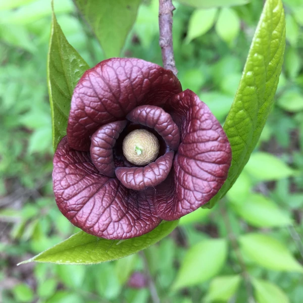 Asimina triloba - Indián banán