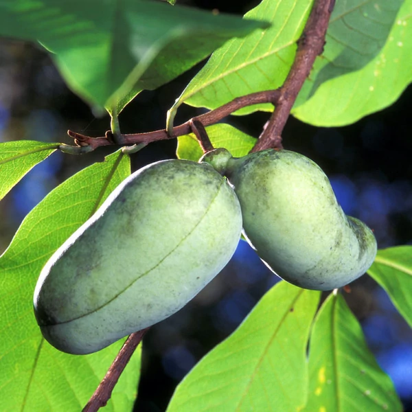 Asimina triloba - Indián banán
