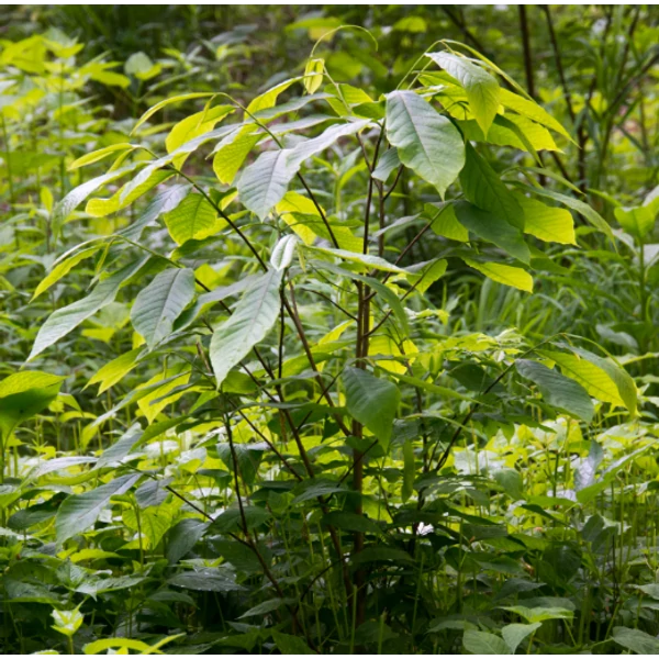 Asimina triloba - Indián banán