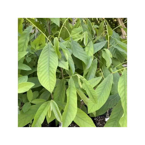 Asimina triloba 'Sunflower' - Indián banán