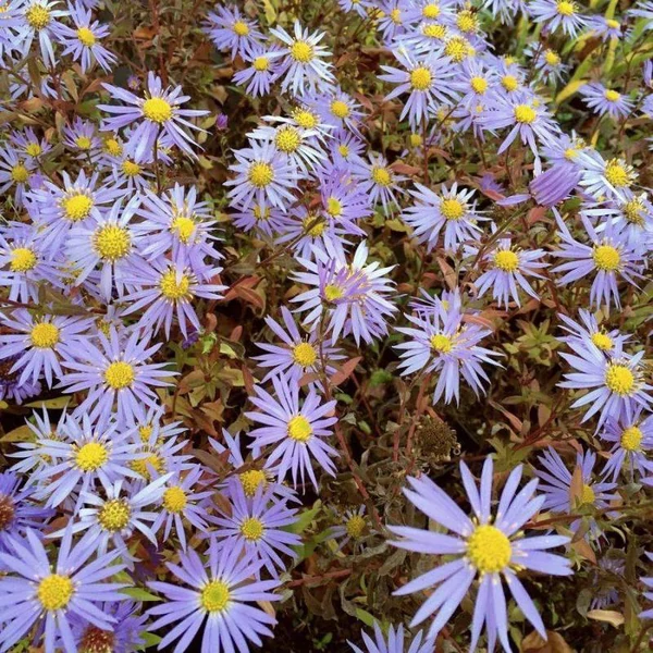 Aster ageratoides 'Eleven Purple' – Őszirózsa, gerebcsin
