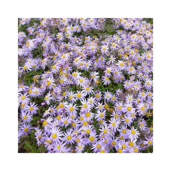 Aster ageratoides 'Eleven Purple' – Őszirózsa, gerebcsin