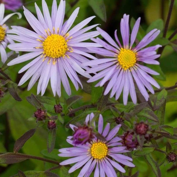 Aster ageratoides 'Eleven Purple' – Őszirózsa, gerebcsin