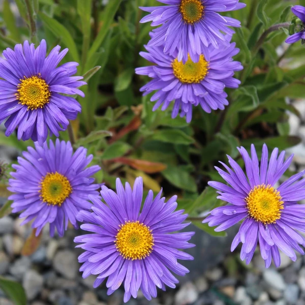 Aster alpinus 'Dunkle Schöne' - Havasi őszirózsa/gerebcsin