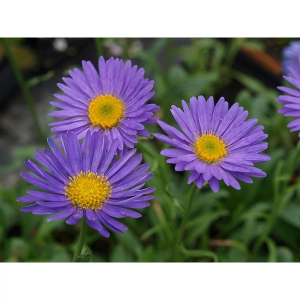 Aster alpinus 'Dunkle Schöne' - Havasi őszirózsa/gerebcsin