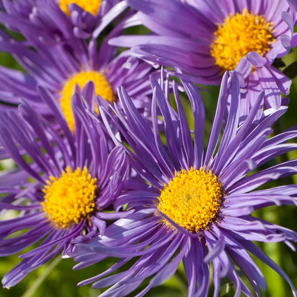 Aster alpinus 'Dunkle Schöne' - Havasi őszirózsa/gerebcsin