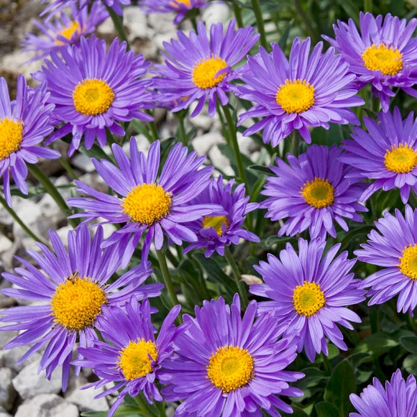 Aster alpinus 'Dunkle Schöne' - Havasi őszirózsa/gerebcsin