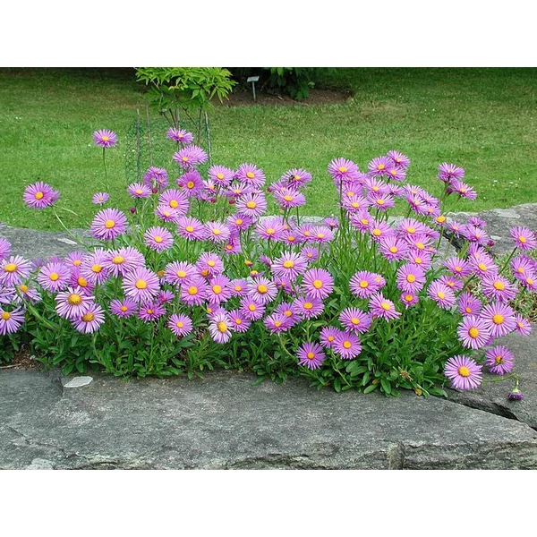 Aster alpinus 'Happy End' - Havasi őszirózsa