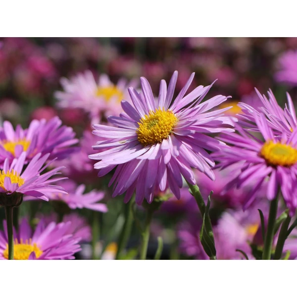 Aster alpinus 'Happy End' - Havasi őszirózsa