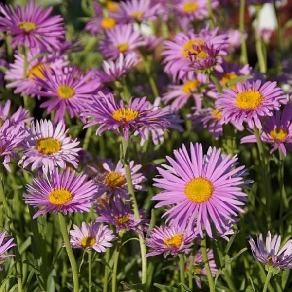 Aster alpinus 'Happy End' - Havasi őszirózsa