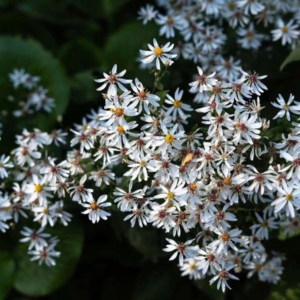 Aster divaricatus 'Eastern Star' – Ernyős őszirózsa