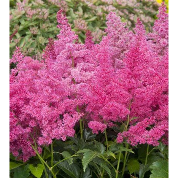 Astilbe 'Astary Rose' - Kerti tollbuga