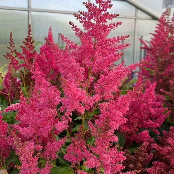 Astilbe 'Astary Rose' - Kerti tollbuga