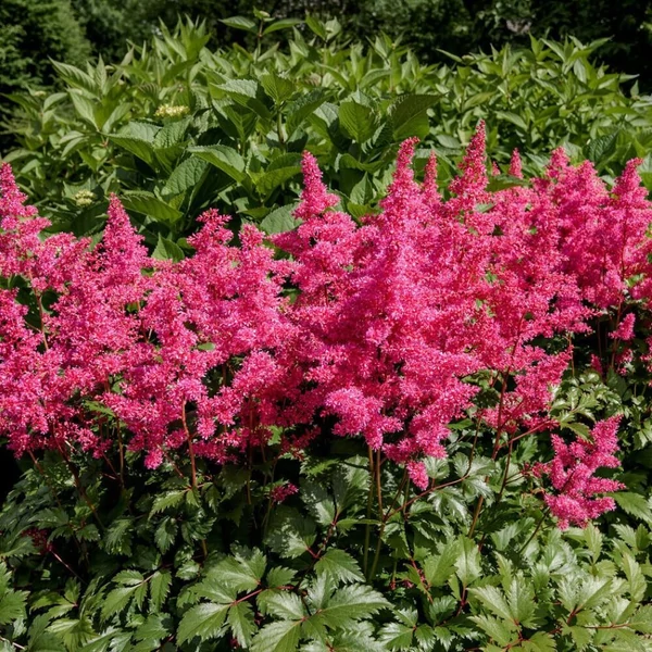 Astilbe 'Astary Rose' - Kerti tollbuga