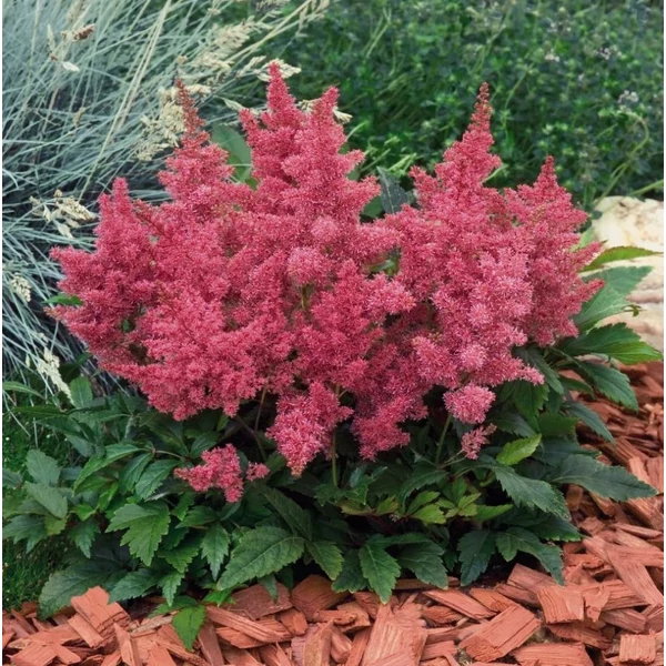 Astilbe 'Astary Rose' - Kerti tollbuga