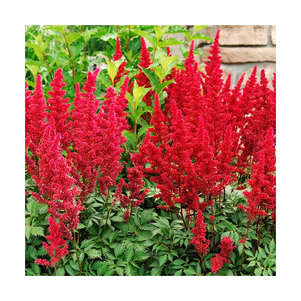 Astilbe 'Fanal' - Kerti tollbuga