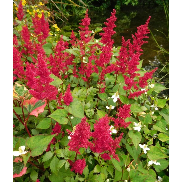 Astilbe 'Fanal' - Kerti tollbuga