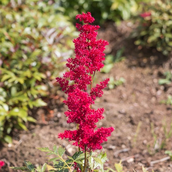 Astilbe 'Fanal' - Kerti tollbuga