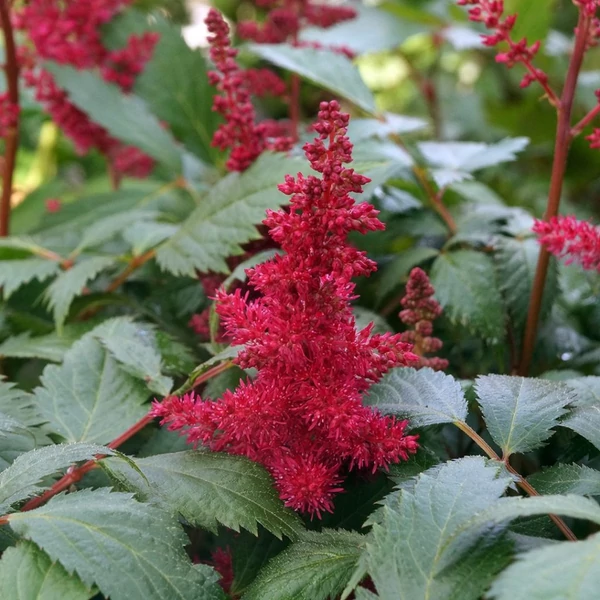 Astilbe 'Fanal' - Kerti tollbuga