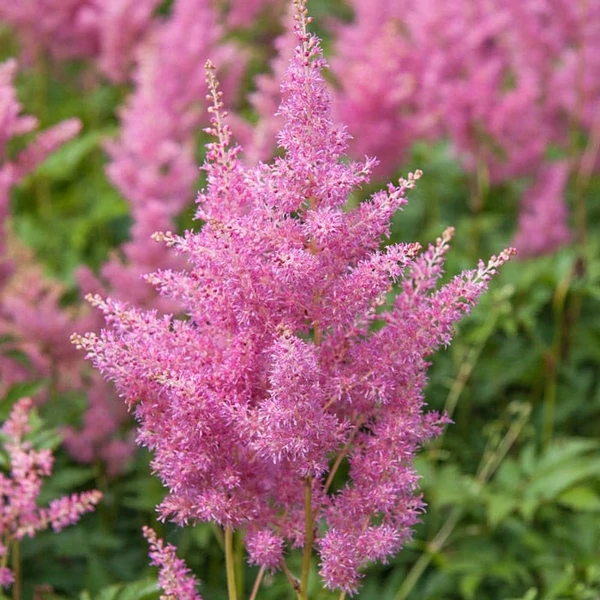 Astilbe 'Rheinland' - Kerti tollbuga