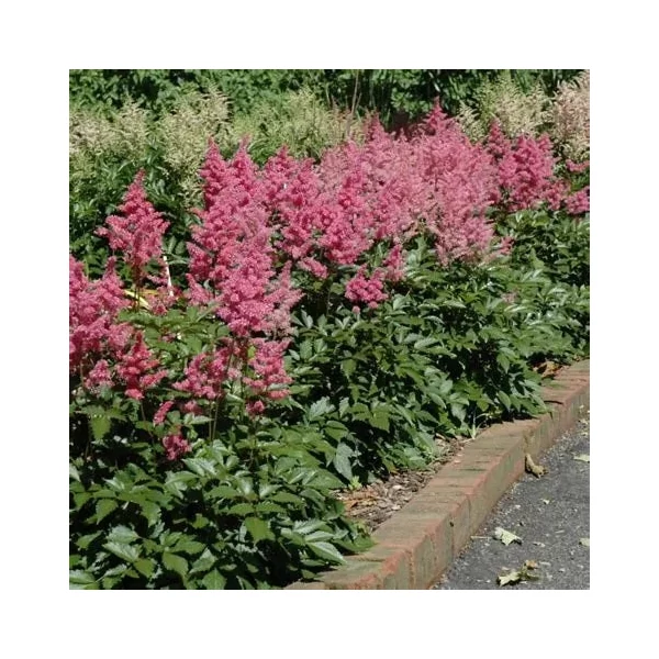 Astilbe 'Rheinland' - Kerti tollbuga