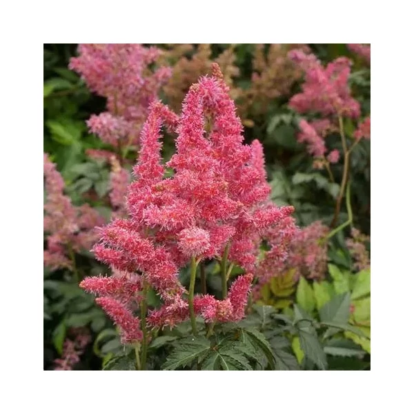 Astilbe 'Rheinland' - Kerti tollbuga
