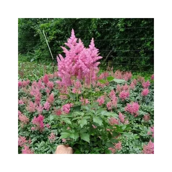 Astilbe 'Rheinland' - Kerti tollbuga