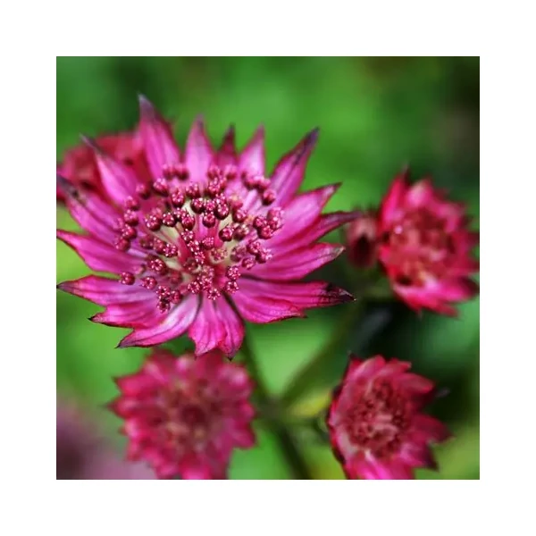 Astrantia major 'Burgundy Manor' – Nagy völgycsillag