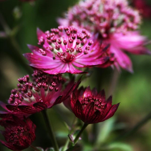 Astrantia major 'Burgundy Manor' – Nagy völgycsillag