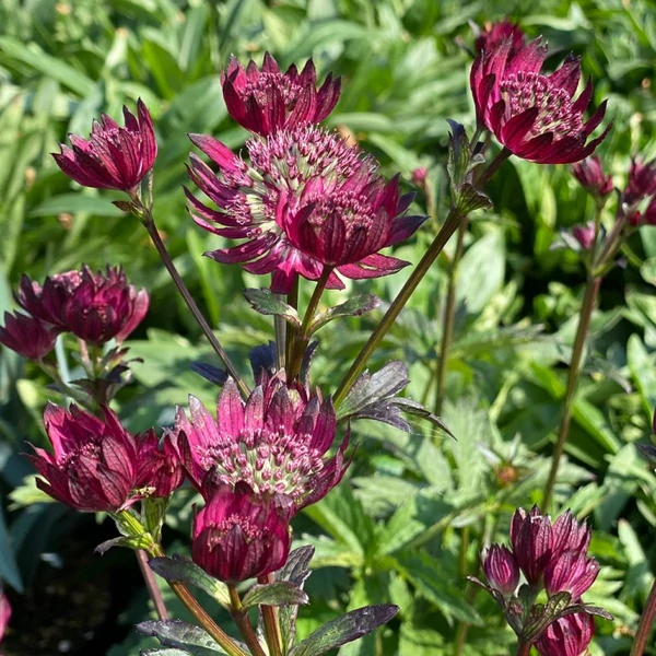 Astrantia major 'Burgundy Manor' – Nagy völgycsillag