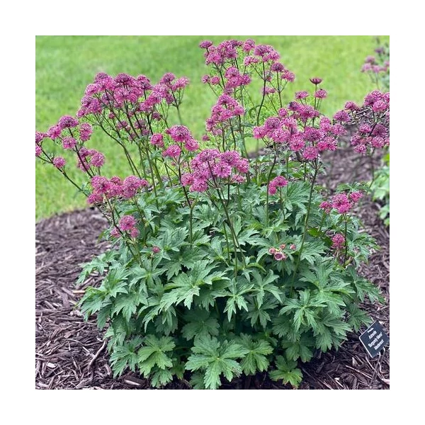 Astrantia major 'Burgundy Manor' – Nagy völgycsillag