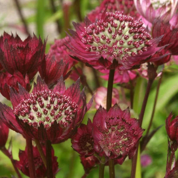 Astrantia 'Moulin Rouge' – Nagy völgycsillag