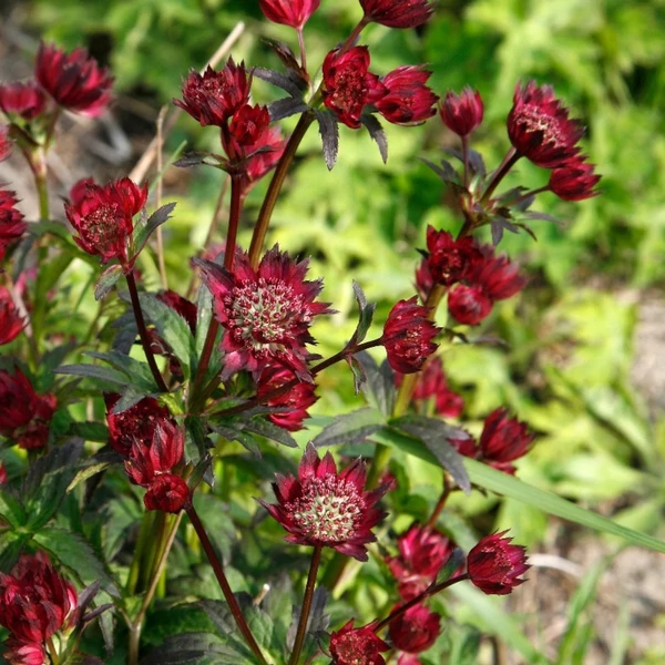 Astrantia 'Moulin Rouge' – Nagy völgycsillag