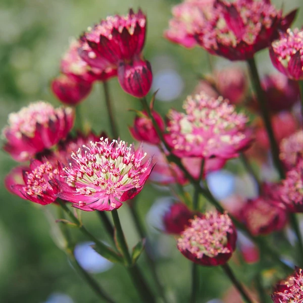 Astrantia 'Moulin Rouge' – Nagy völgycsillag
