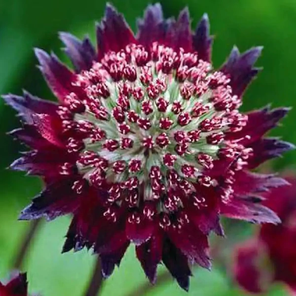 Astrantia 'Moulin Rouge' – Nagy völgycsillag