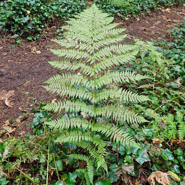 Athyrium filix-femina - Hölgypáfrány
