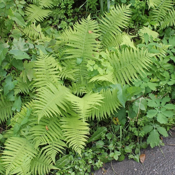 Athyrium filix-femina - Hölgypáfrány