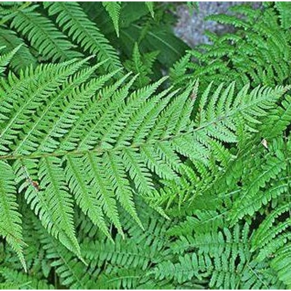 Athyrium filix-femina - Hölgypáfrány